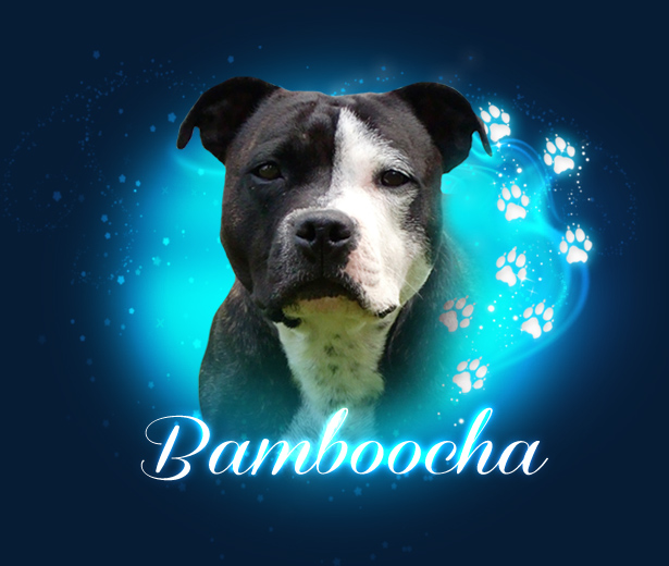 bamboocha